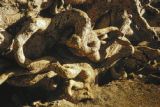 Guam, close-up of tree roots