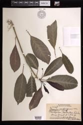 Claoxylon sandwicense