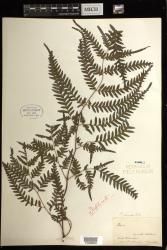 Pteris tremula