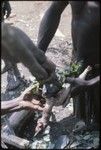 Food preparation: placing a hot stone inside a chicken