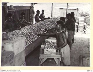 NADZAB, NEW GUINEA. 1945-09-14. THE PACKING SHED AT 8 INDEPENDENT FARM PLATOON SHOWING NATIVES PACKING FROM A BENCH OF TOMATOES. UP TO SEVEN TONS PER ACRE ARE OBTAINED FROM A GROUP CROP WITH ..