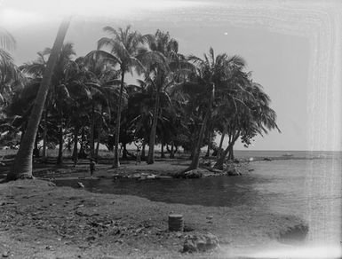 [Coastal landscape with palm trees]