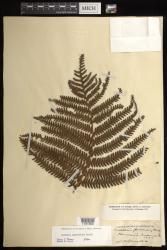 Sadleria cyatheoides