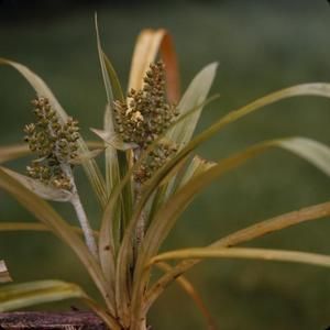 [Astelia close-up in Kohala, United States]