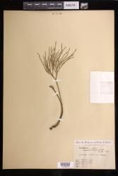 Psilotum nudum