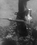 Underwater field work off the island of Vava'u, Tonga