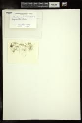Chaetomorpha linum