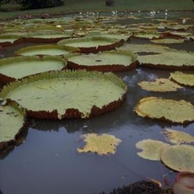[Nymphaea odorata in Kauai, United States]