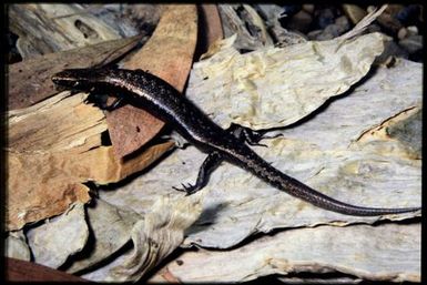 Caledoniscincus terma
