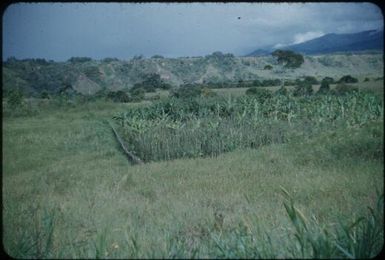 Garden on Station side of lower Minj River : Waghi Valley, Papua New Guinea, 1954 / Terence and Margaret Spencer