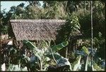 Kwaio house
