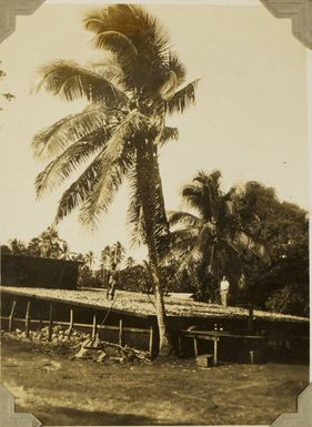 Making copra, 1928