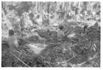 Harvesting 'ufi lei toutu'u of the Free Wesleyan Church at Pōme'e, (Women weaving baskets in the toutu'u garden.)