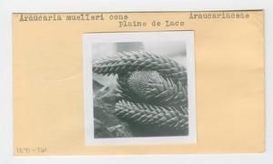 [Araucaria muelleri cone in New Caledonia, envelope IE41-261]