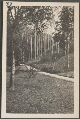 View of footpath in the Botanical Gardens, Rabaul, New Britain Island, Papua New Guinea, approximately 1916