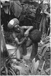 Pig festival, wig ritual, Tsembaga: in men's house compound, Akis wears red wig, he constructs another wig which has been perched on a drum