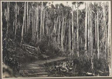 [A road leading through the forest] Frank Hurley