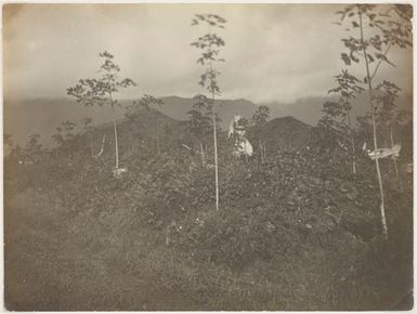 Young Rubber Trees