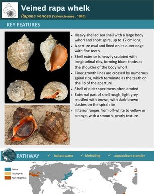 Veined rapa whelk | Rapana venosa