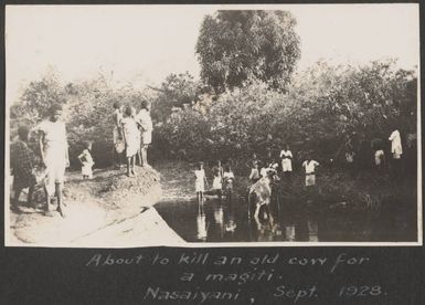 Cow in the creek at Naseyani?, September 1928