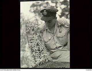 VIVIGANI, GOODENOUGH ISLAND, PAPUA. 1943-12-26. PILOT OFFICER L. TURNBULL OF MORUYA, NSW, AN OBSERVER WITH NO. 30 (BEAUFIGHTER) SQUADRON RAAF EXAMINING STRANGE TROPICAL FUNGUS ON A TREE STUMP