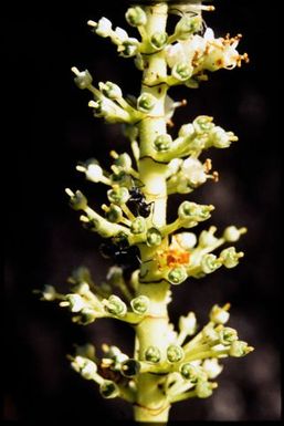 Ants pollinating Dracophyllum sp.