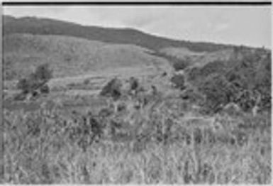 Mount Hagen: hills and kunai grass