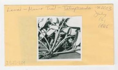 [Tetraplasandra hawaiensis in Hawaii, envelope IE25-209]
