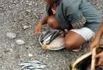Lauloa (lit. long leaves) village communal fishing in lagoon 3-1-70