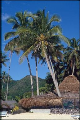 Palm trees and house