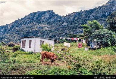 Fiji - cow and corrugated-iron building, mountains in distance