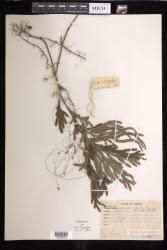Selaginella puberlipes