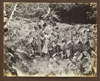 Man in taro plantation. From the album: Samoa