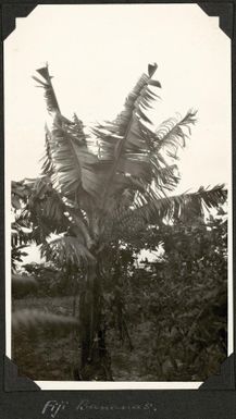 Bananas growing in the Suva Region, Fiji, 1929 / C.M. Yonge