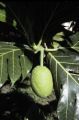 French Polynesia, close-up of breadfruit on Tahiti Island