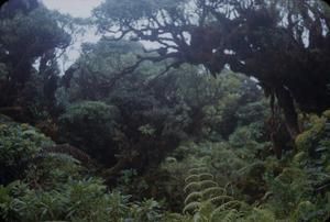 [Broussaisia, Metrosideros, and Sadleria in rainforest in Puʻu Kukui, United States] BRIT-A-AR003-012-02-010