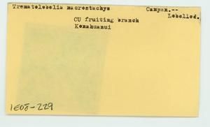 [Trematolobelia macrostachys in Hawaii, envelope IE08-229]