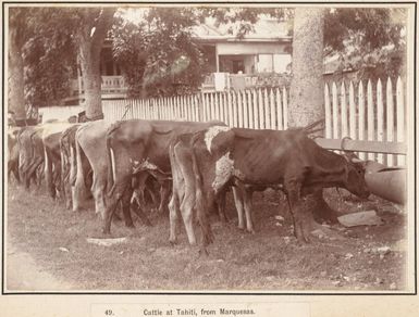 Cattle from the Marquesas, Tahiti, 1903