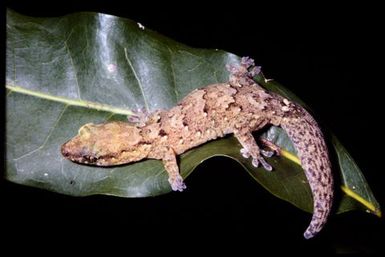 Bavayia sauvagii