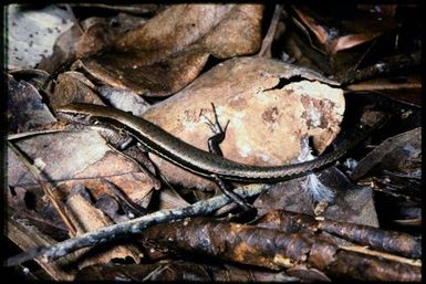 Caledoniscincus austrocaledonicus