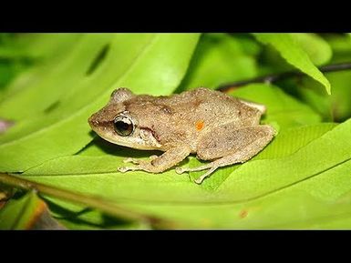 Balancing the Endangered and Invasive Among Us | Insights on PBS Hawai'i