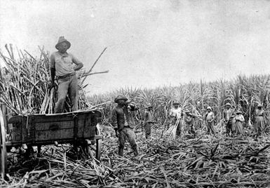 Sugar cane workers, Queensland