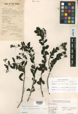 Hebe albiflora