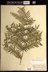 Pteris terminalis