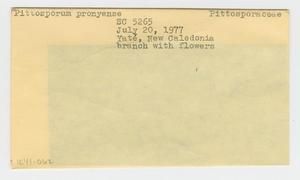 [Pittosporum pronyense in New Caledonia, envelope IE41-062]