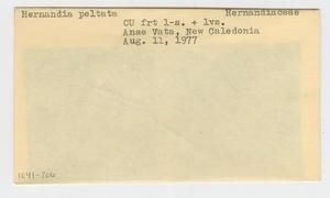 [Hernandia peltata in New Caledonia, envelope IE41-206]