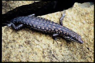 Epibator nigrofasciolatus