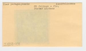 [Ilex paraguayensis in Hawaii, envelope IE03-108]