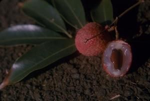 [Litchi chinensis fruit in Lihue, United States]