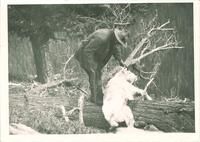 Expedition member Russell Hendee with mountain goat in Washington state, The University of Iowa, 1920